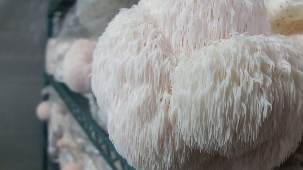 Melena de león (Hericium erinaceus)