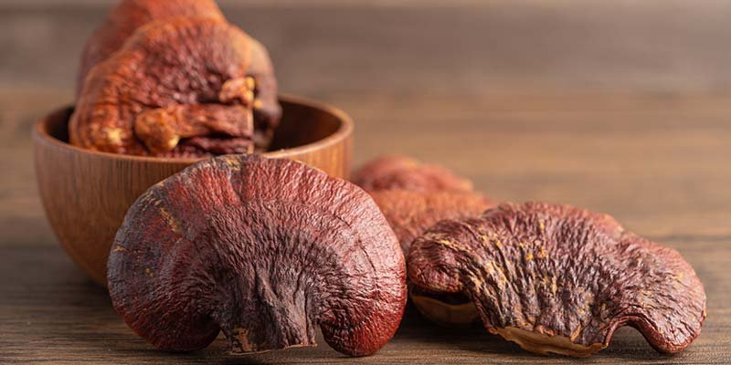 Reishi (Ganoderma lucidum)