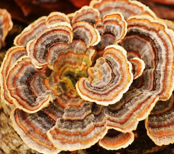 Trametes (Coriolus versicolor )
