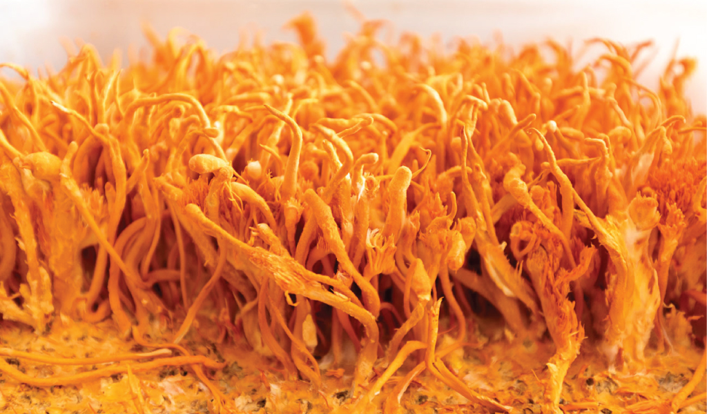 Cordyceps (Cordyceps Millitaris)