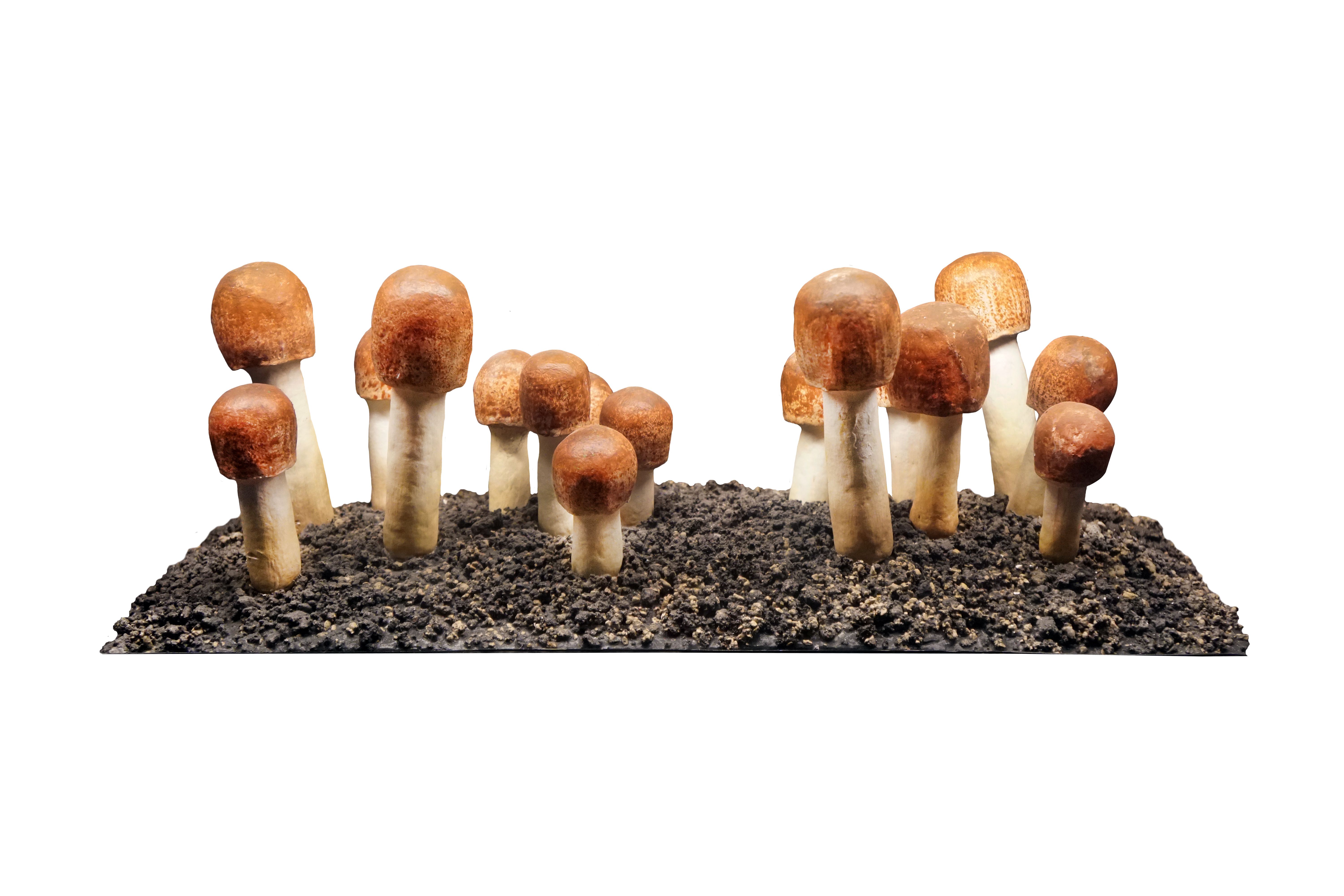 Calidad certificada y confianza