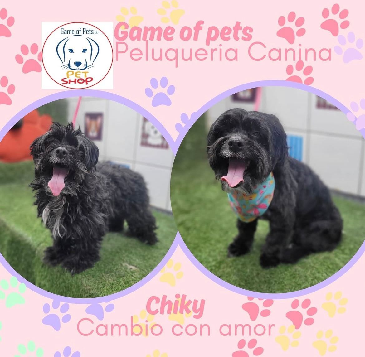 Game of Pets | Tienda de Mascotas en Puente Alto