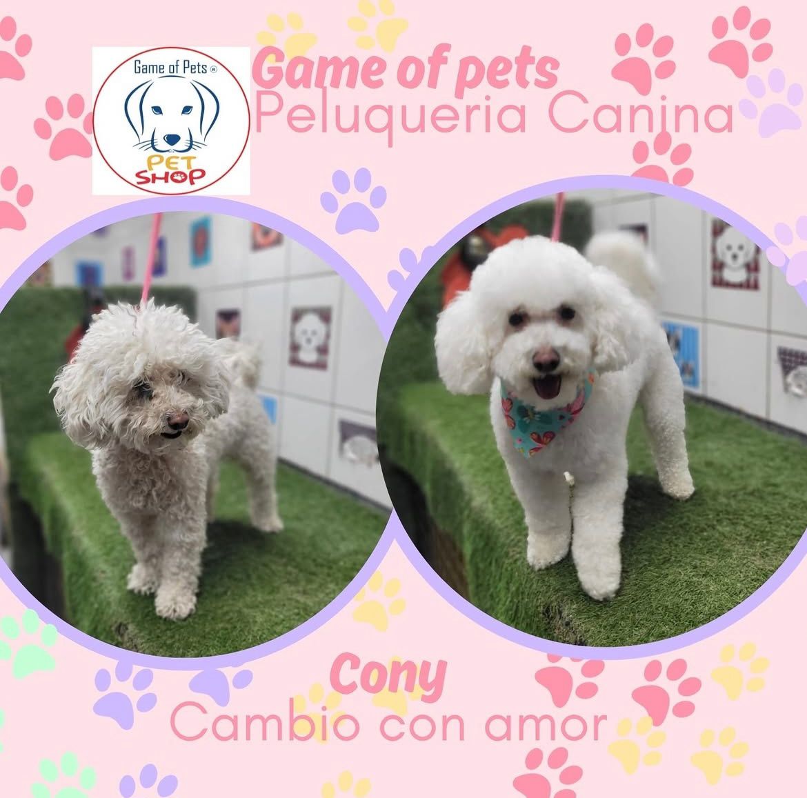 Game of Pets | Tienda de Mascotas en Puente Alto