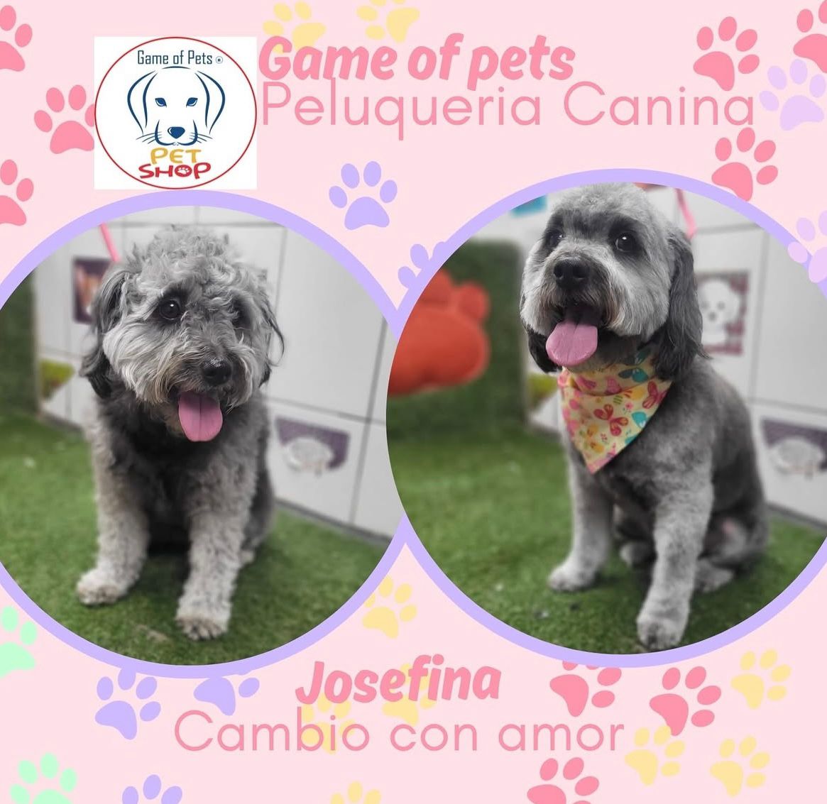 Game of Pets | Tienda de Mascotas en Puente Alto