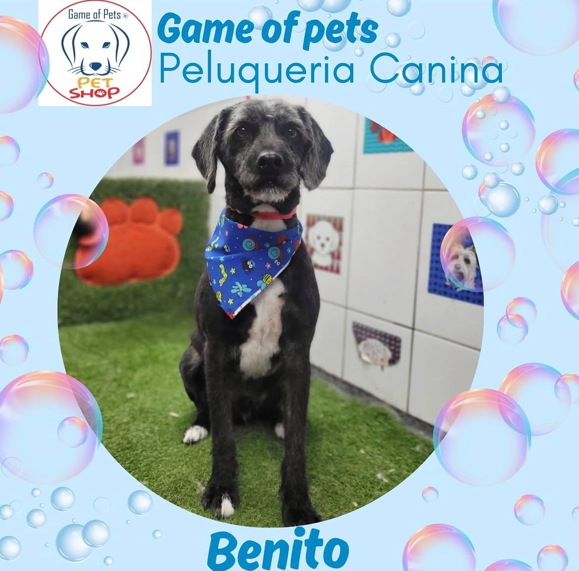 Game of Pets | Tienda de Mascotas en Puente Alto