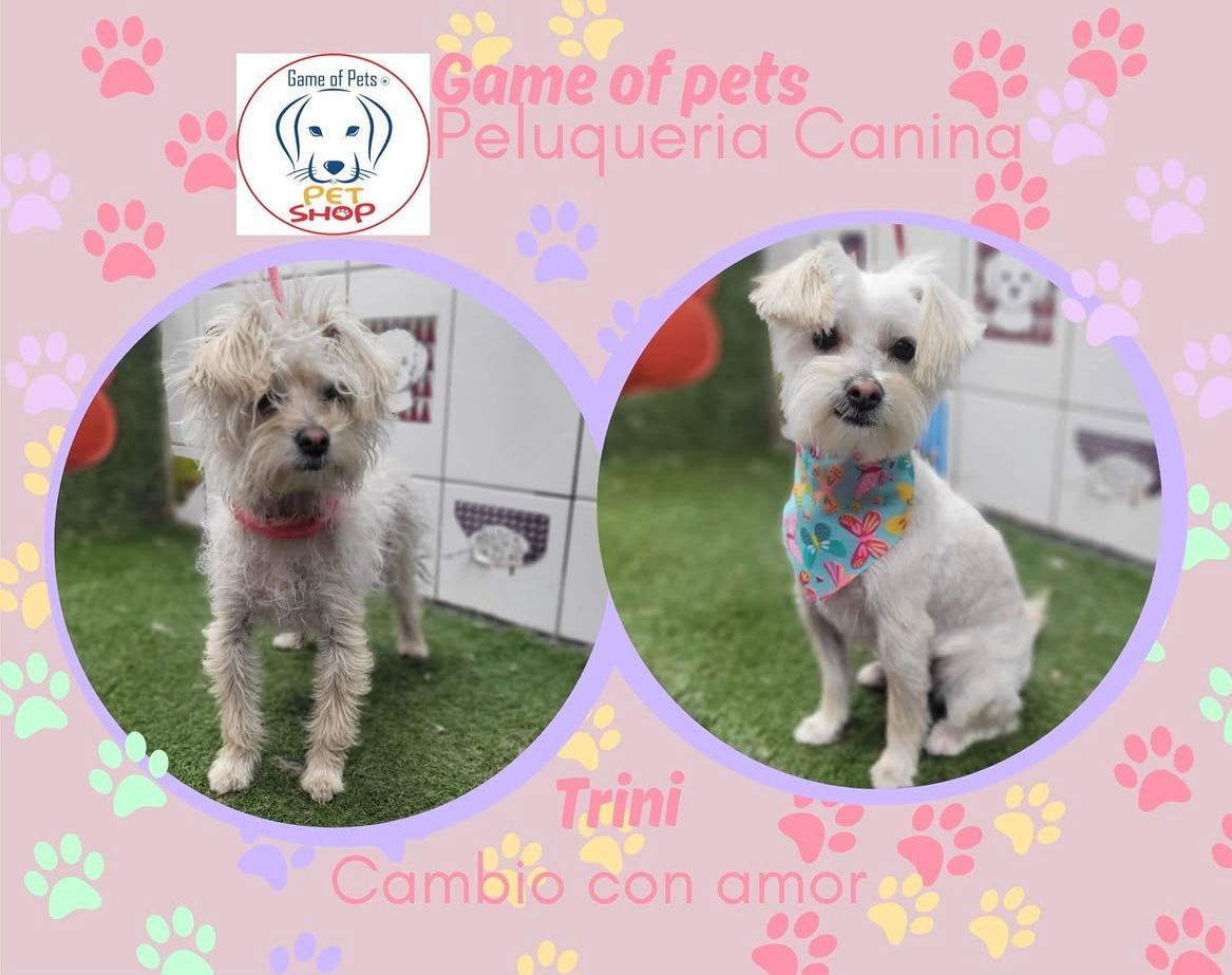 Game of Pets | Tienda de Mascotas en Puente Alto