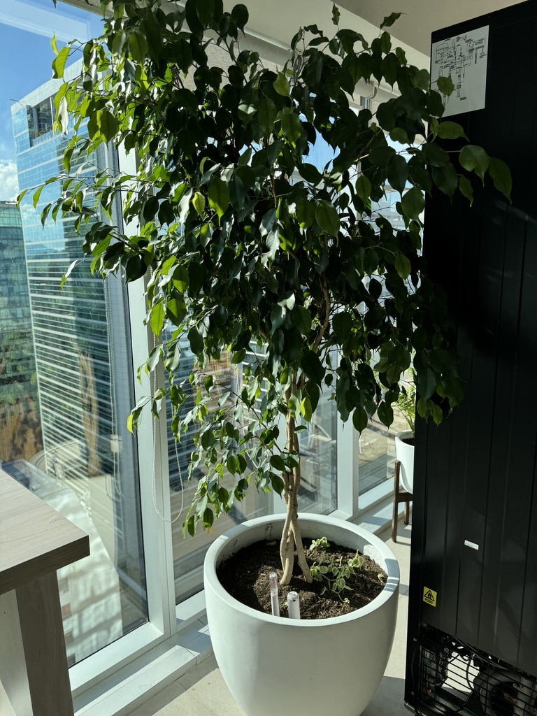 Garden Plant