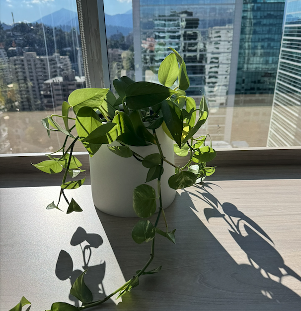 Garden Plant