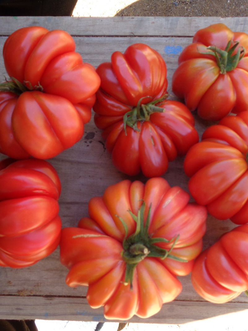 <b>SEMILLAS ESPECIALES & AGROECOLÓGICAS</b>
