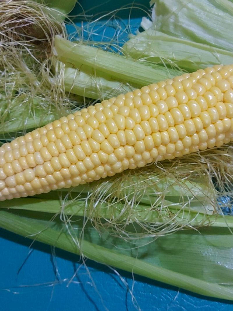 <b>Semillas clásicas</b>