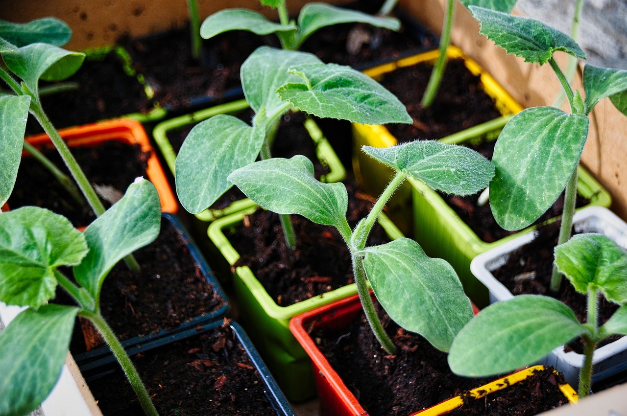Insumos para la huerta
