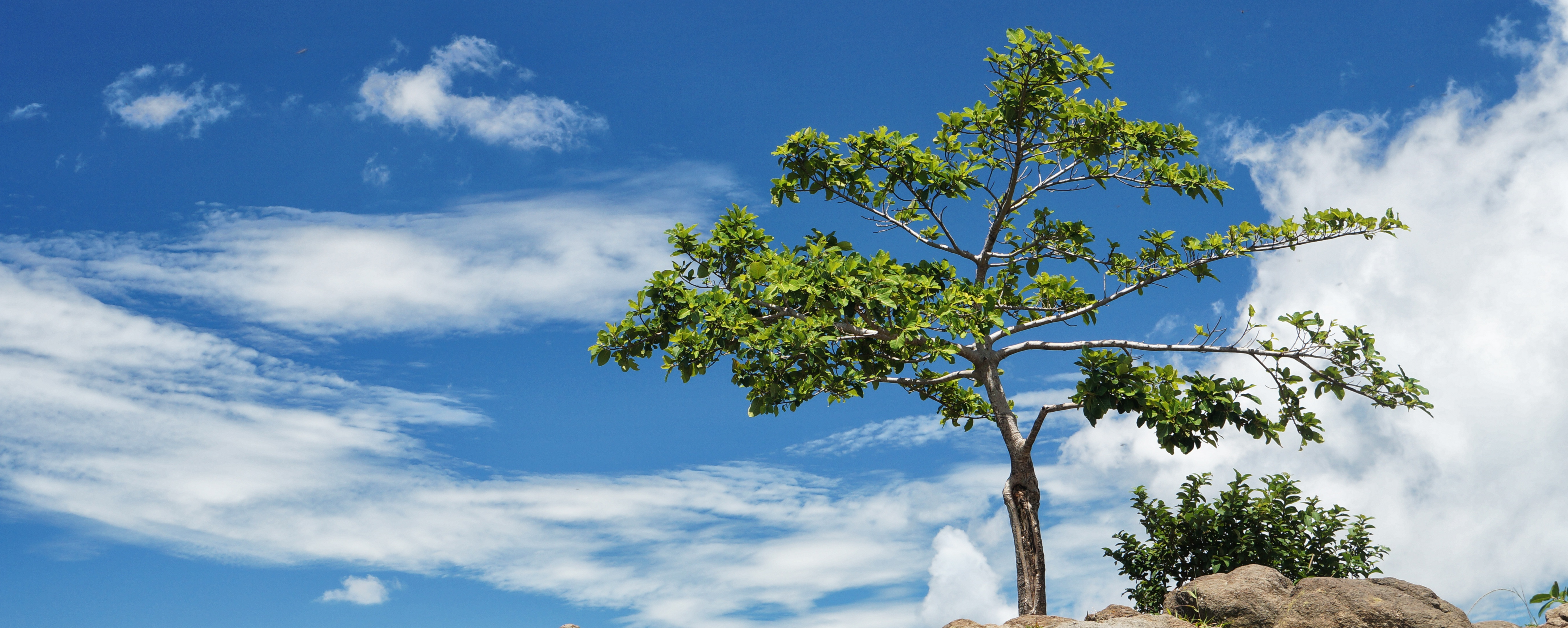 <b>¿Qué significa esto?</b>