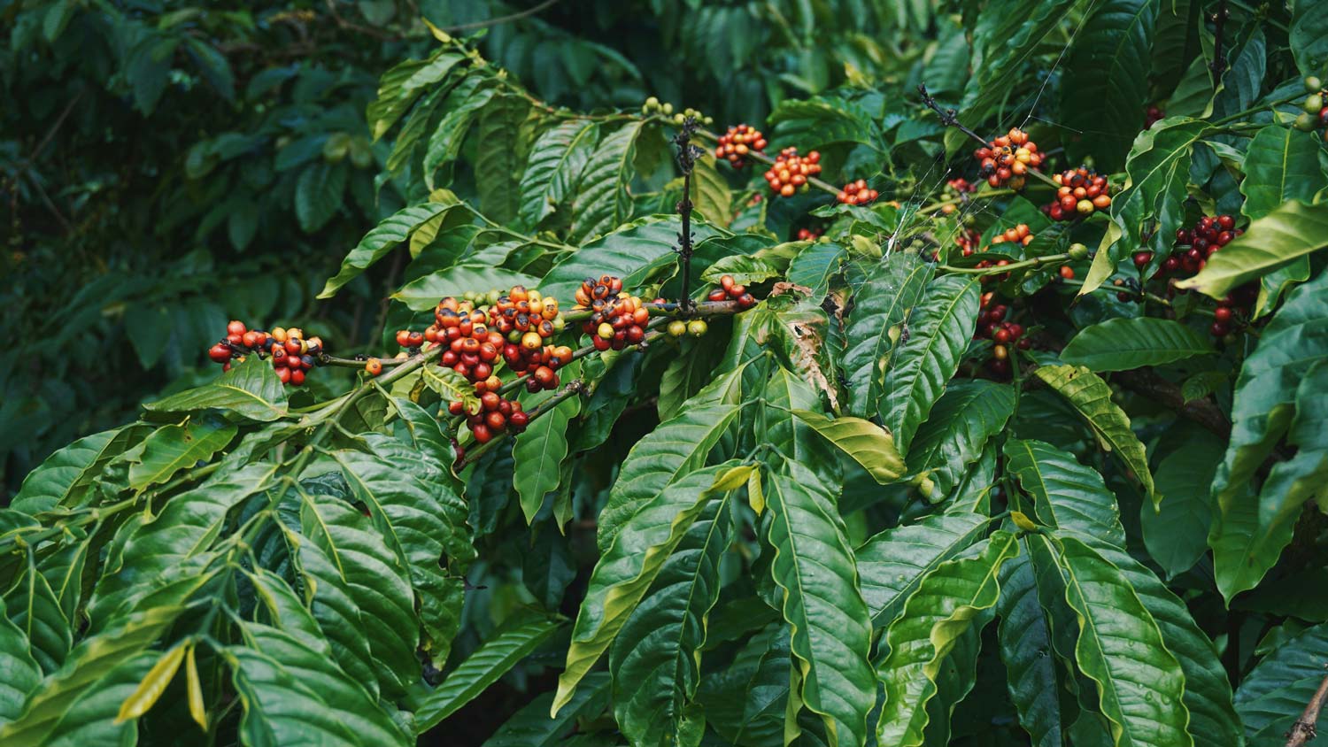 Unique flavours from the best origins