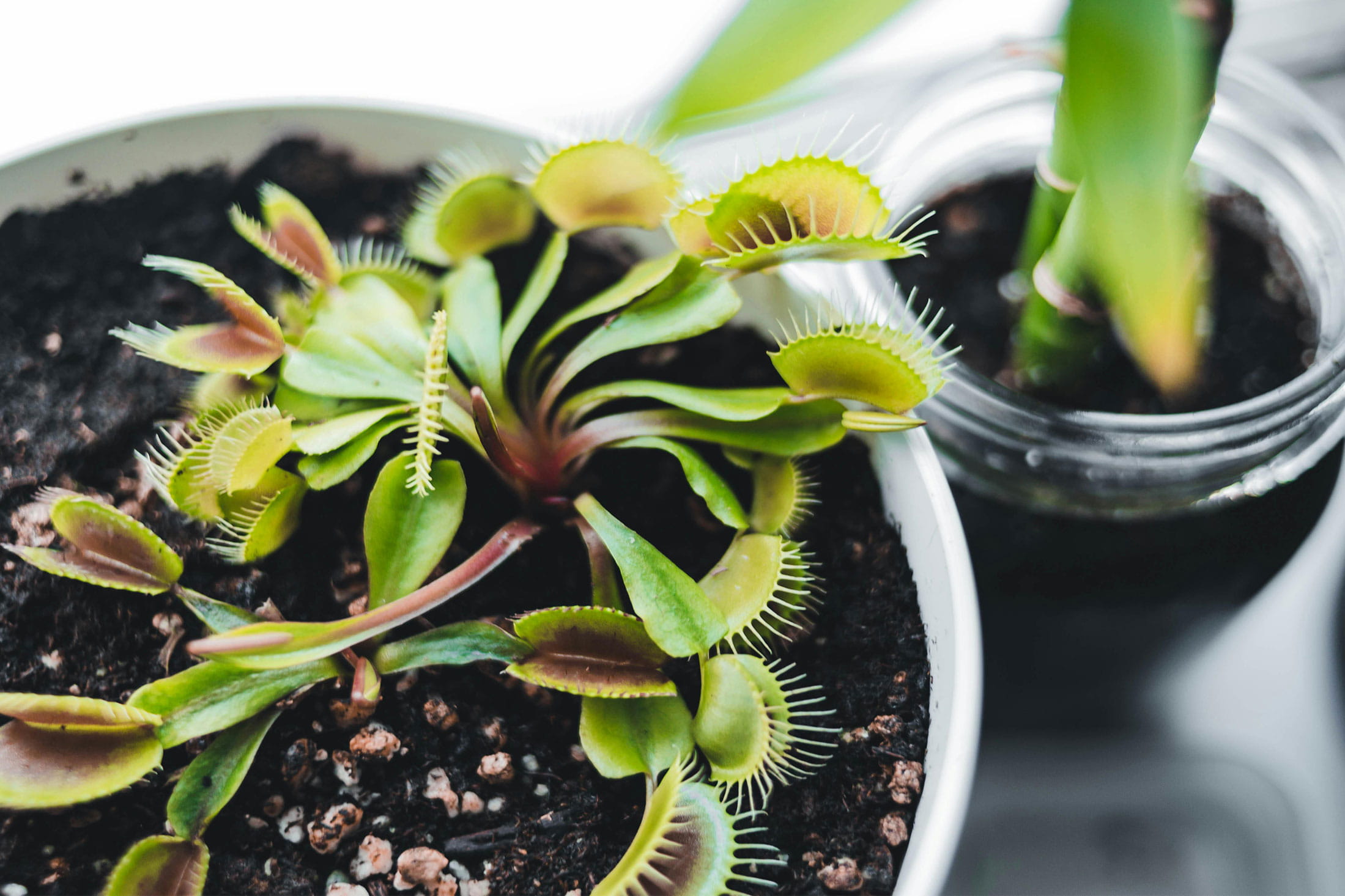 Venta de plantas Carnívoras en Chile