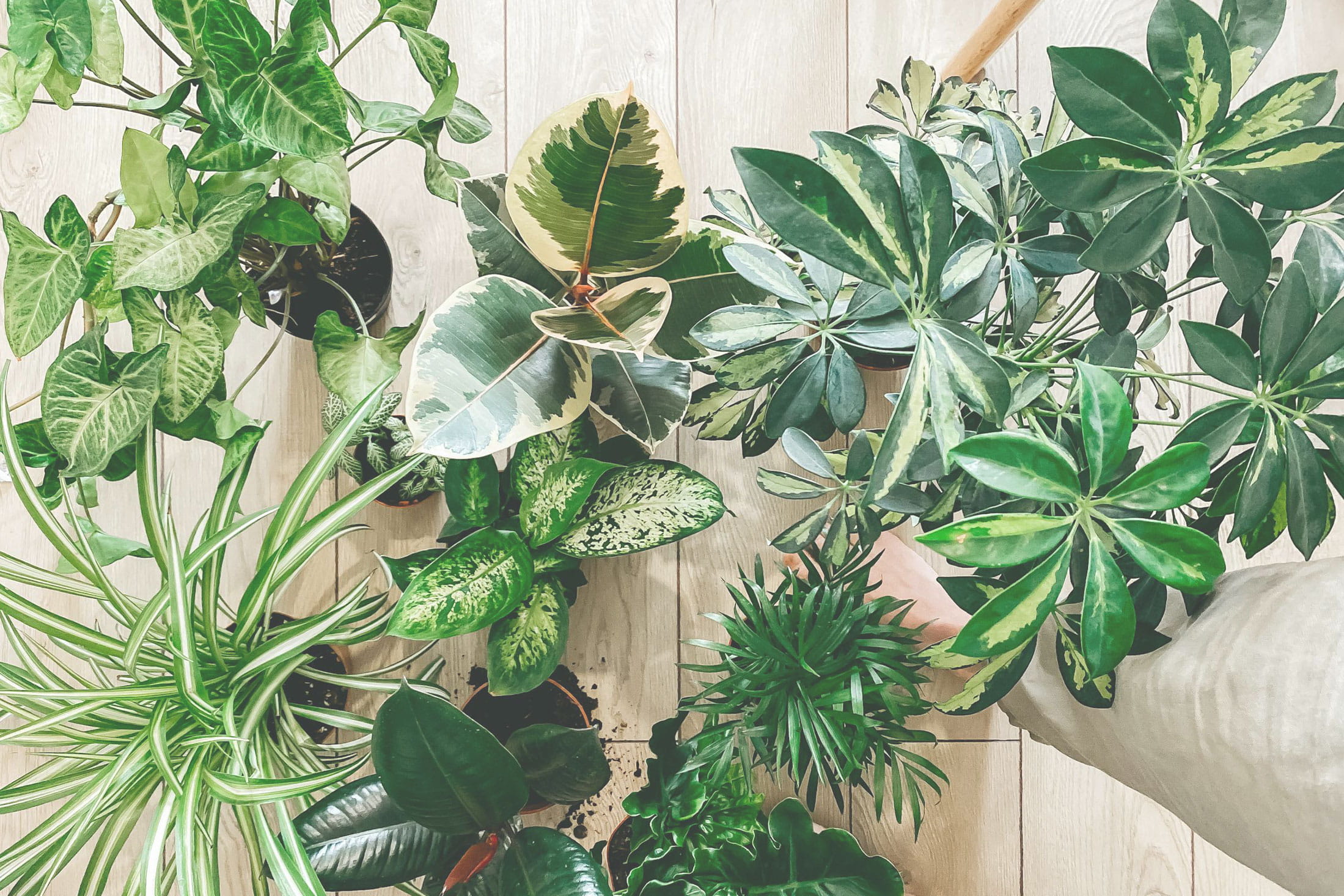 Venta Plantas de interior Gula Plantas