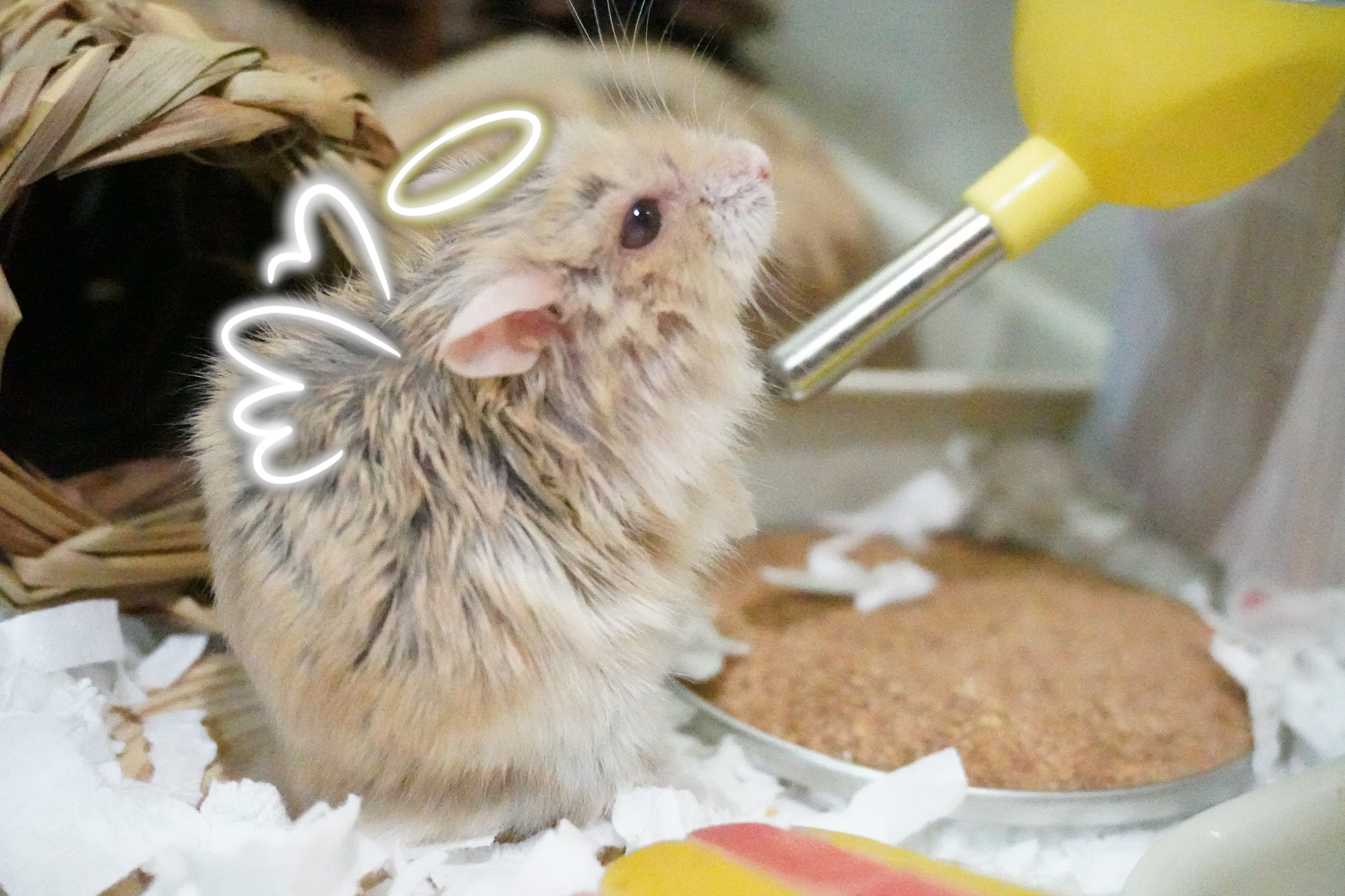 En memoria de Hamterino