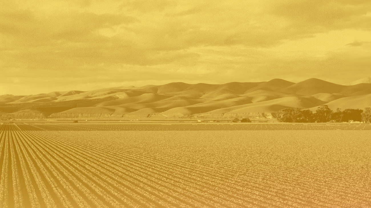 ¿Por qué tener flores en tu huerto?