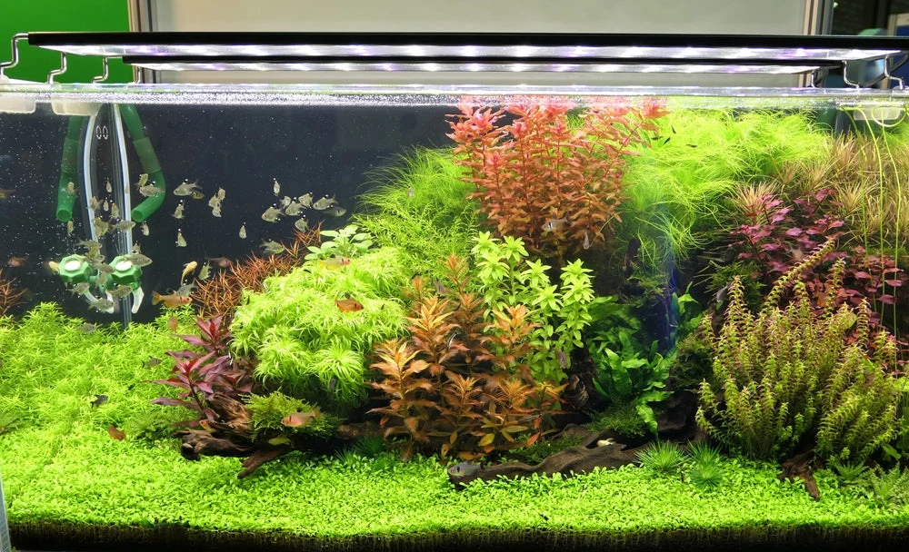 Aquário Sala — Demo, aquário plantado com CO₂