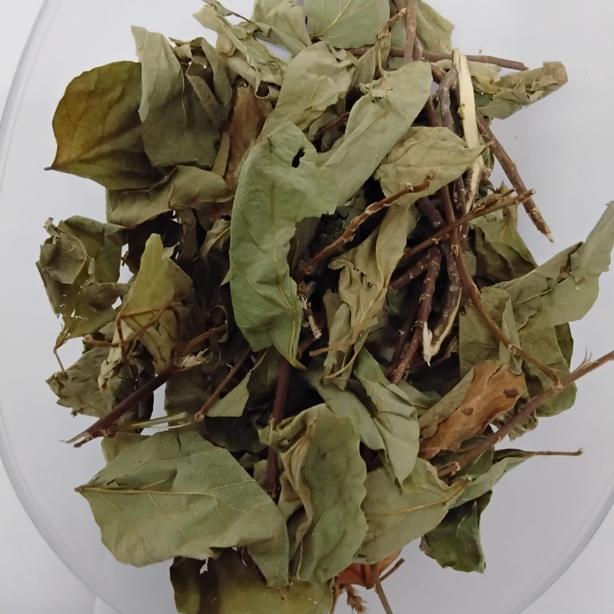 Ewé - Ervas Sagradas<br>(Ervas africanas)