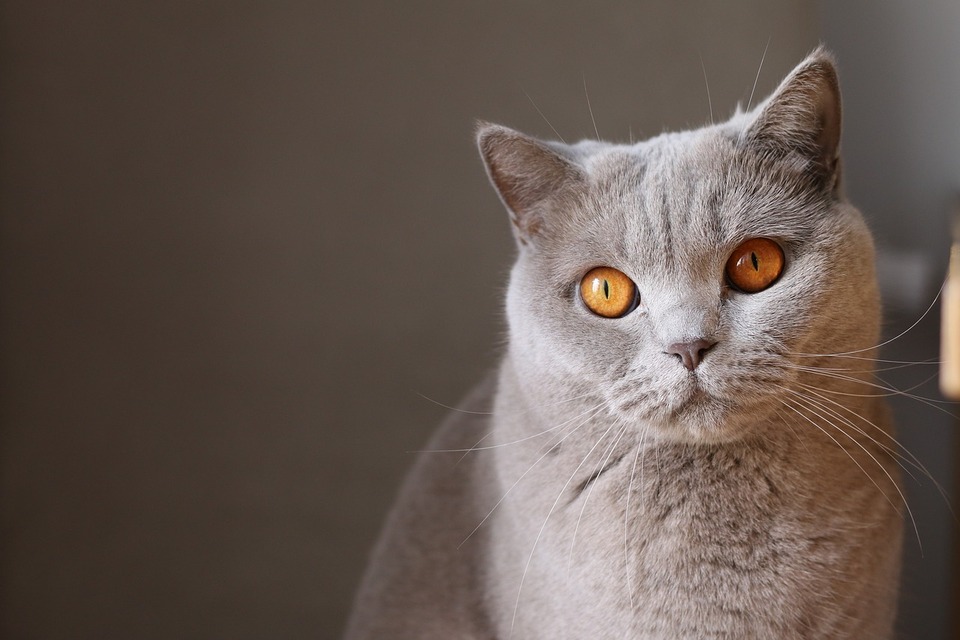 Alimento Para Gatos Reñaca