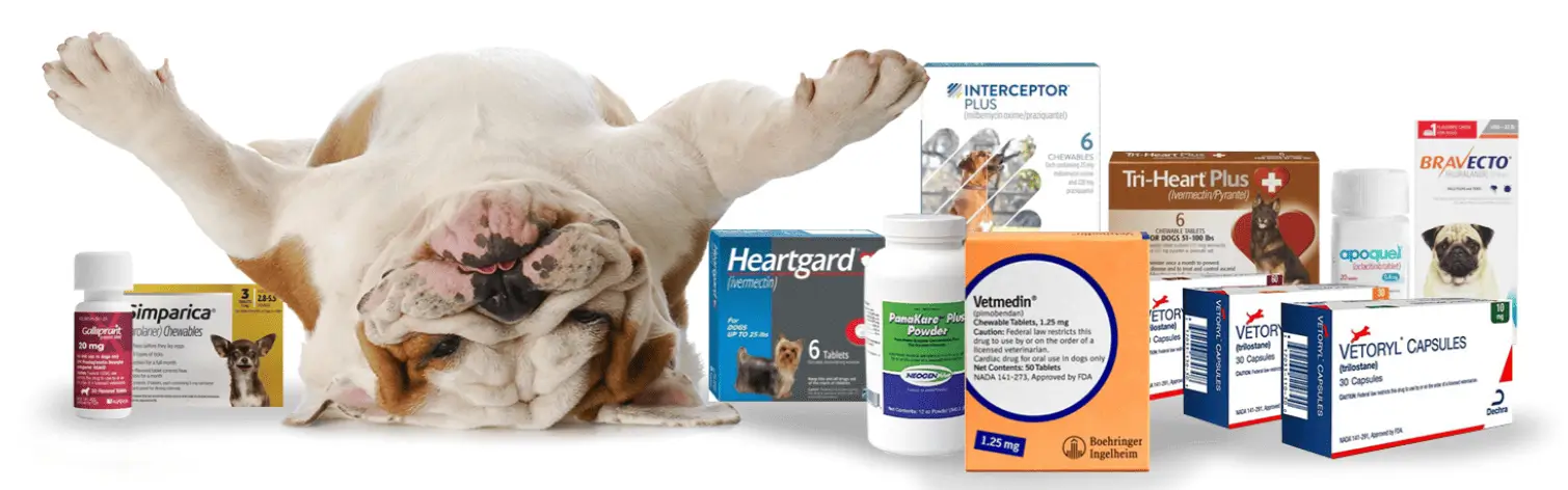 Farmacia Veterinaria Viña del Mar Reñaca Infopet