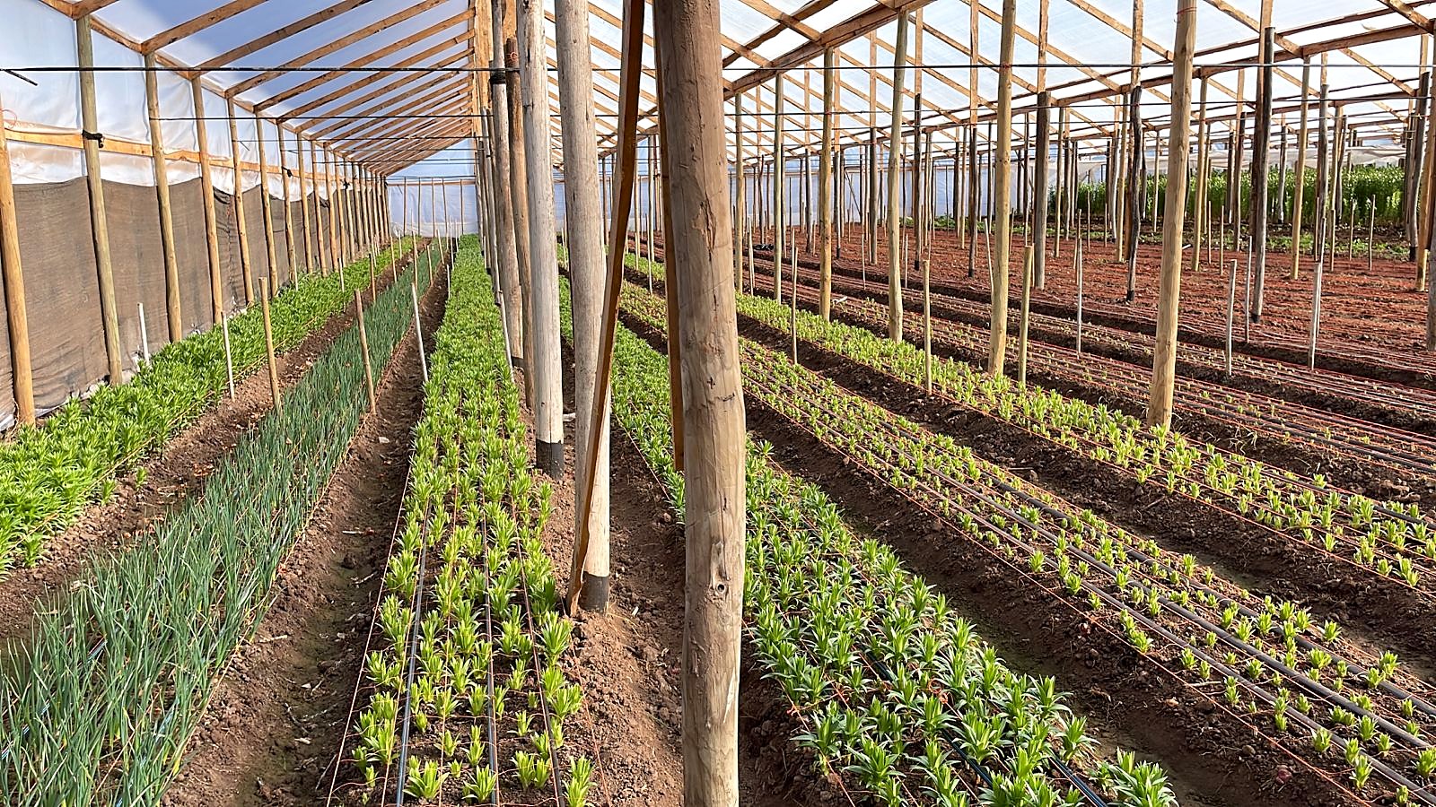 Invernadero de lilium en el cultivo de ItalFlor, Pullally