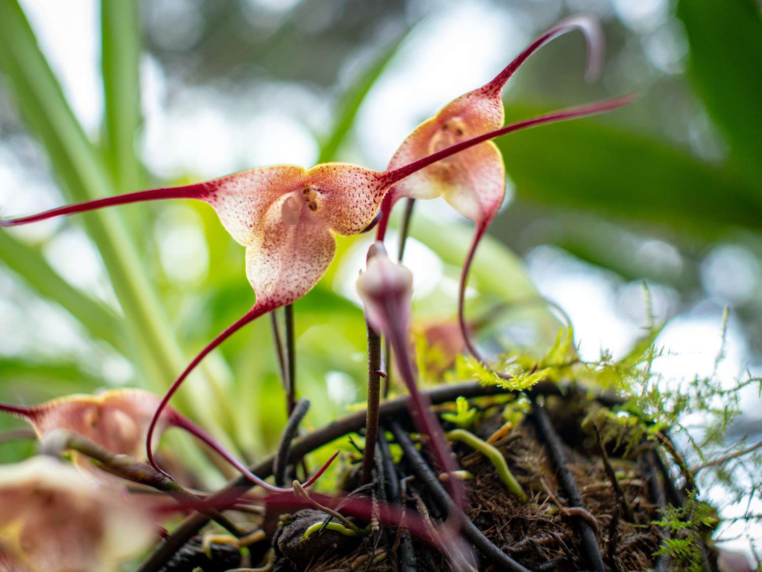 Orquídeas exóticas