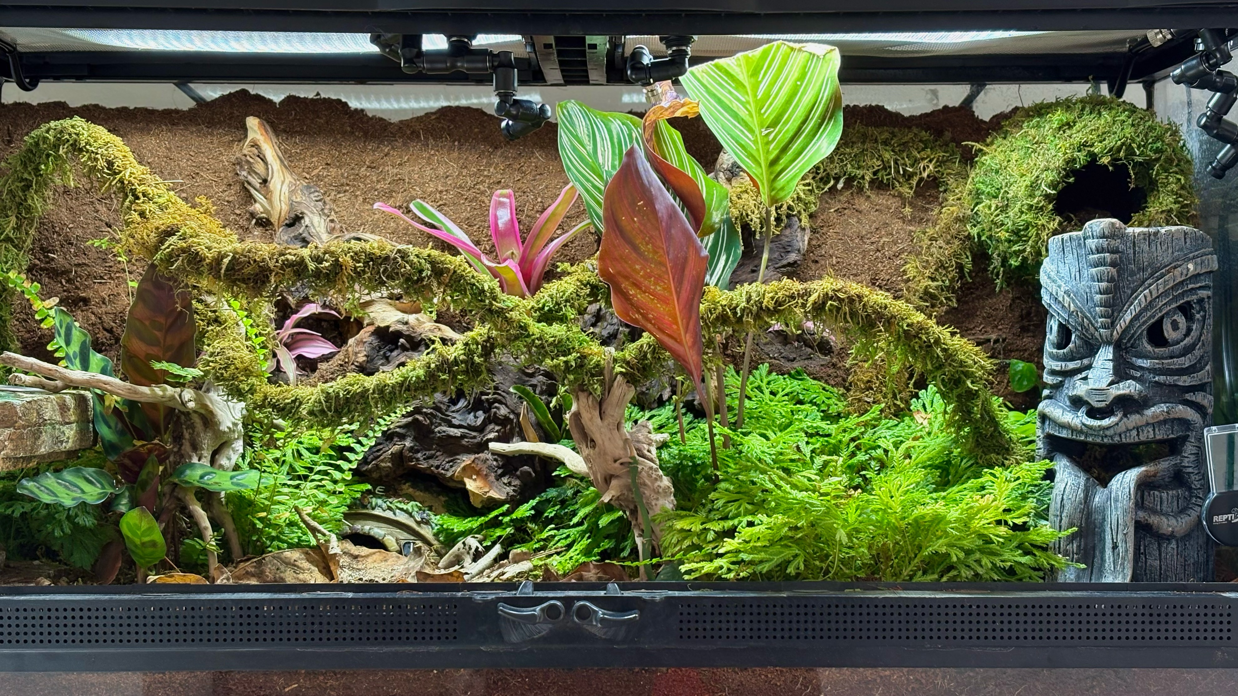 Terrarios bioactivos tropicales a pedido