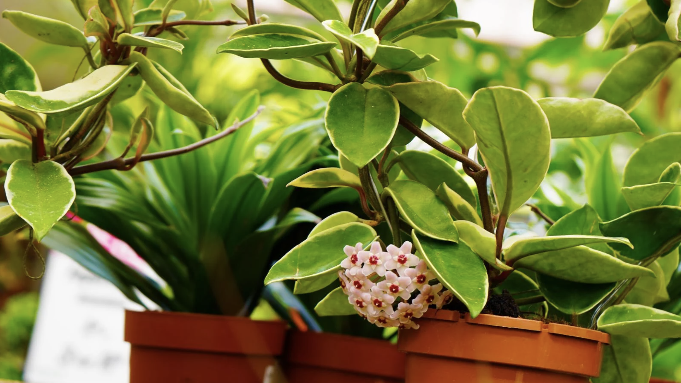 Transforma tu espacio con plantas exóticas