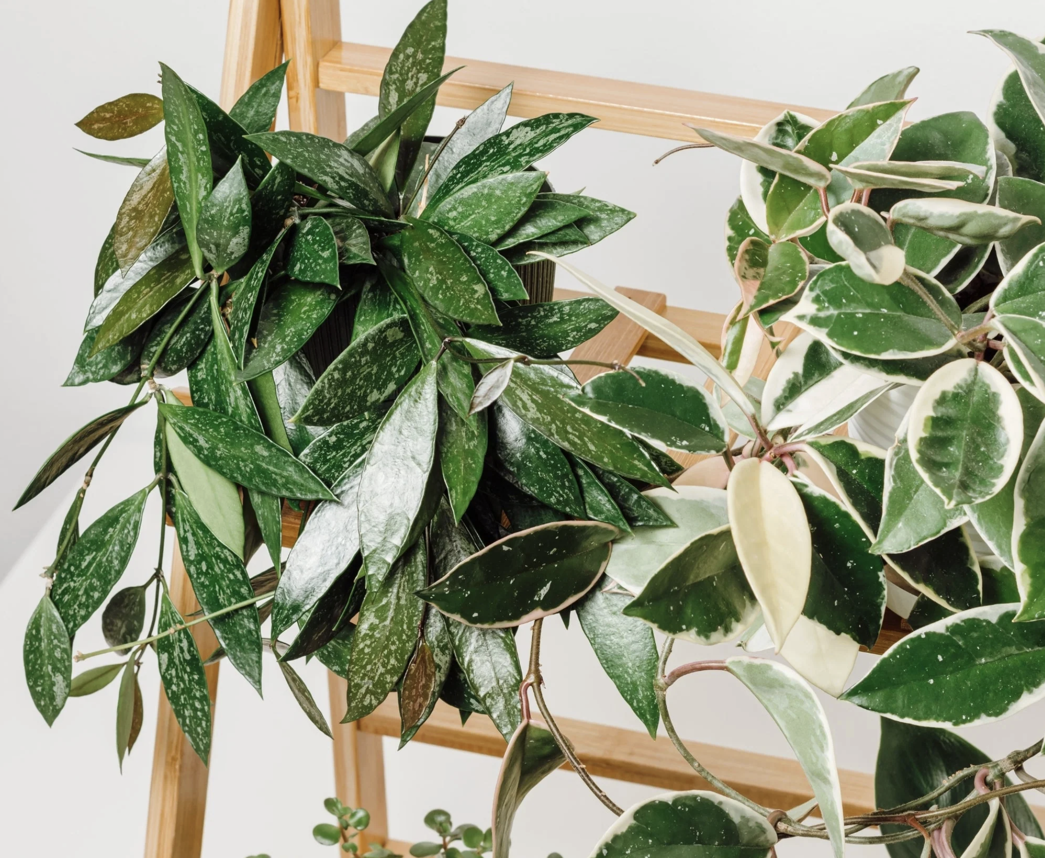 Transforma tu espacio con plantas exóticas