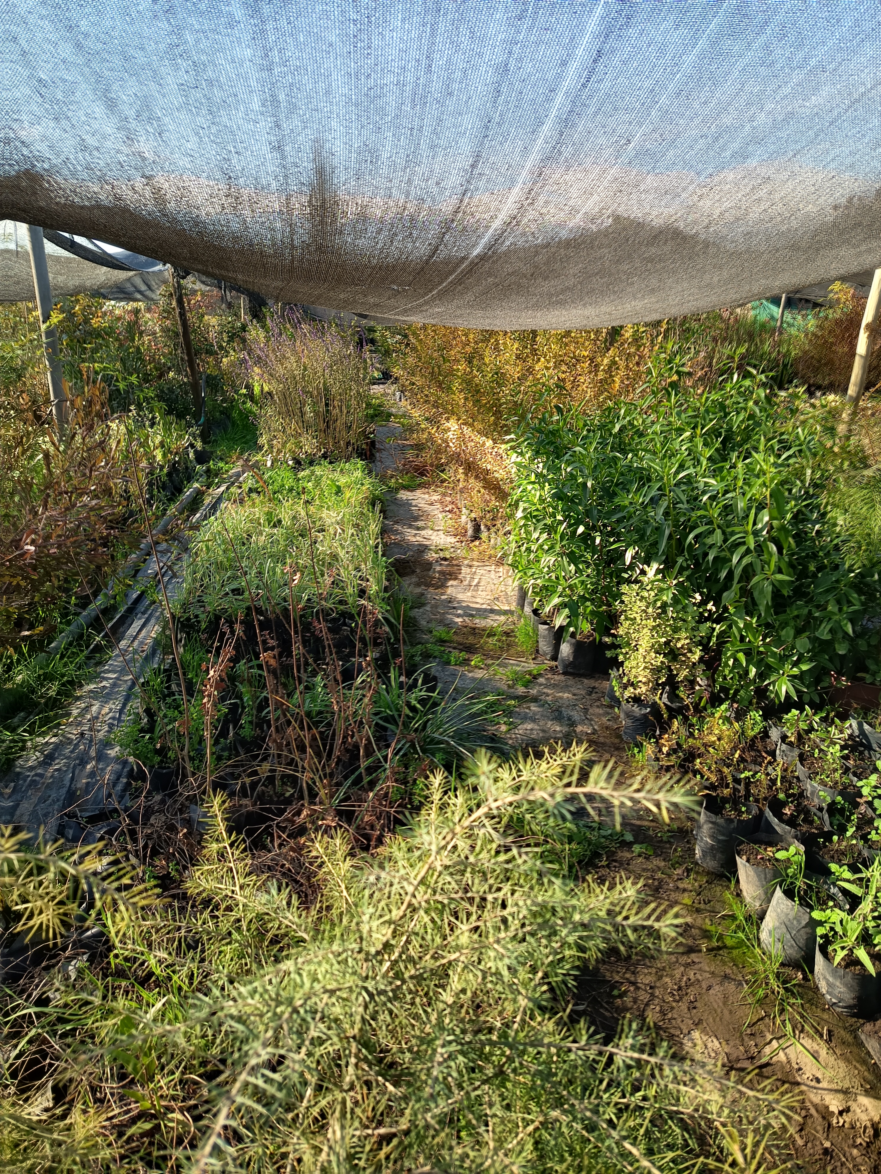 Algo de nuestro vivero