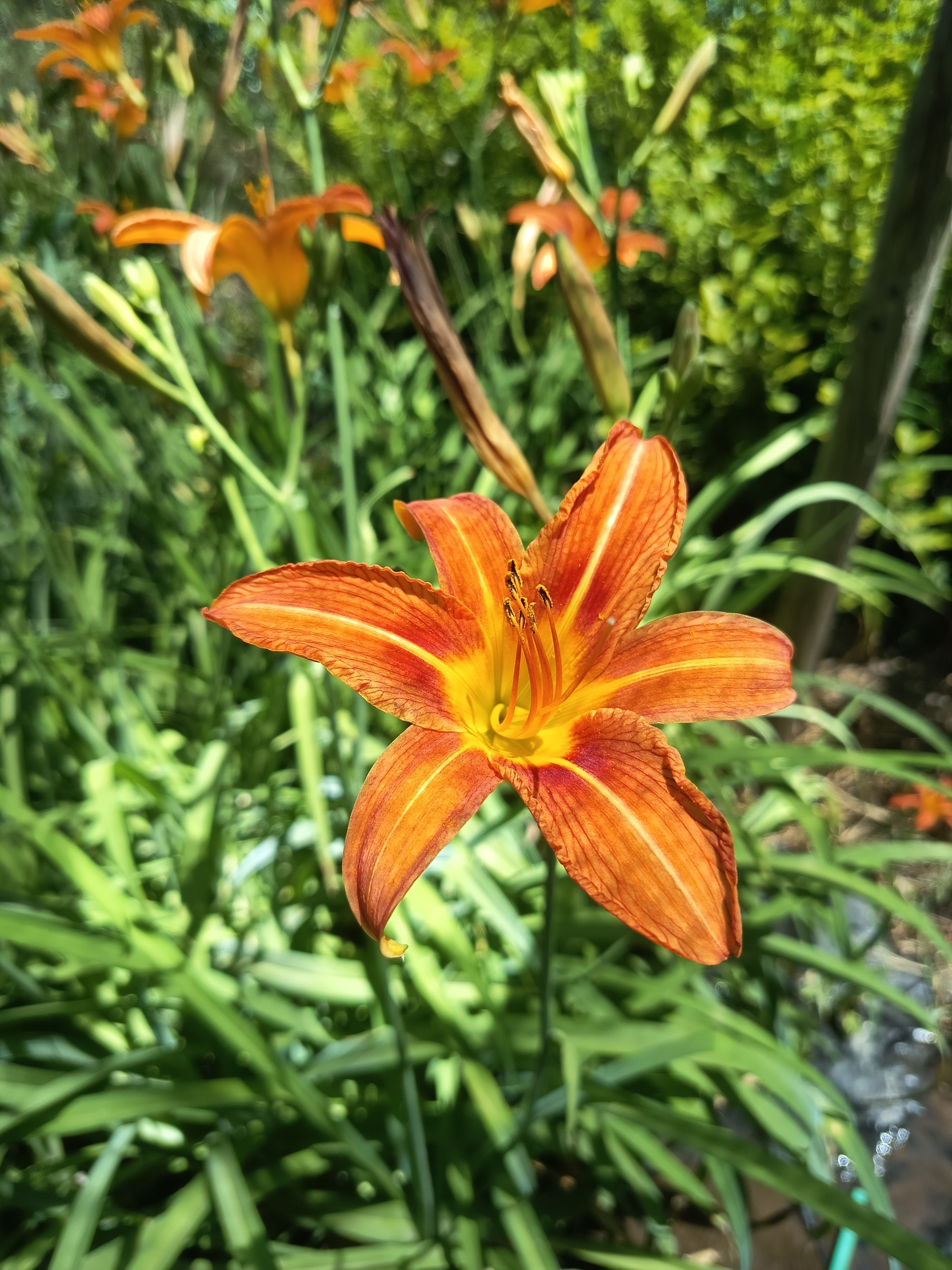 Plantas&nbsp; en stock