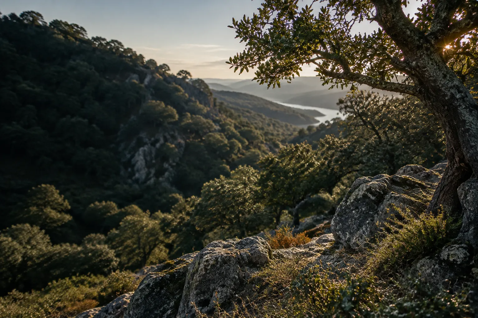 Ladera rocosa entre encinas bajo una luz natural suave.