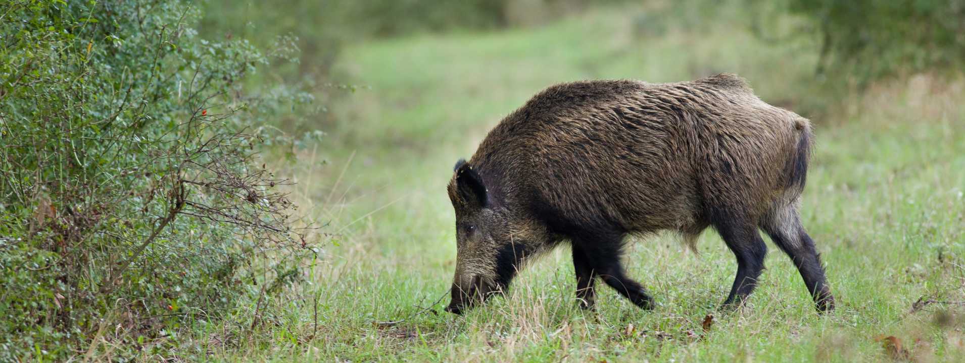 Joyería Cinegética
