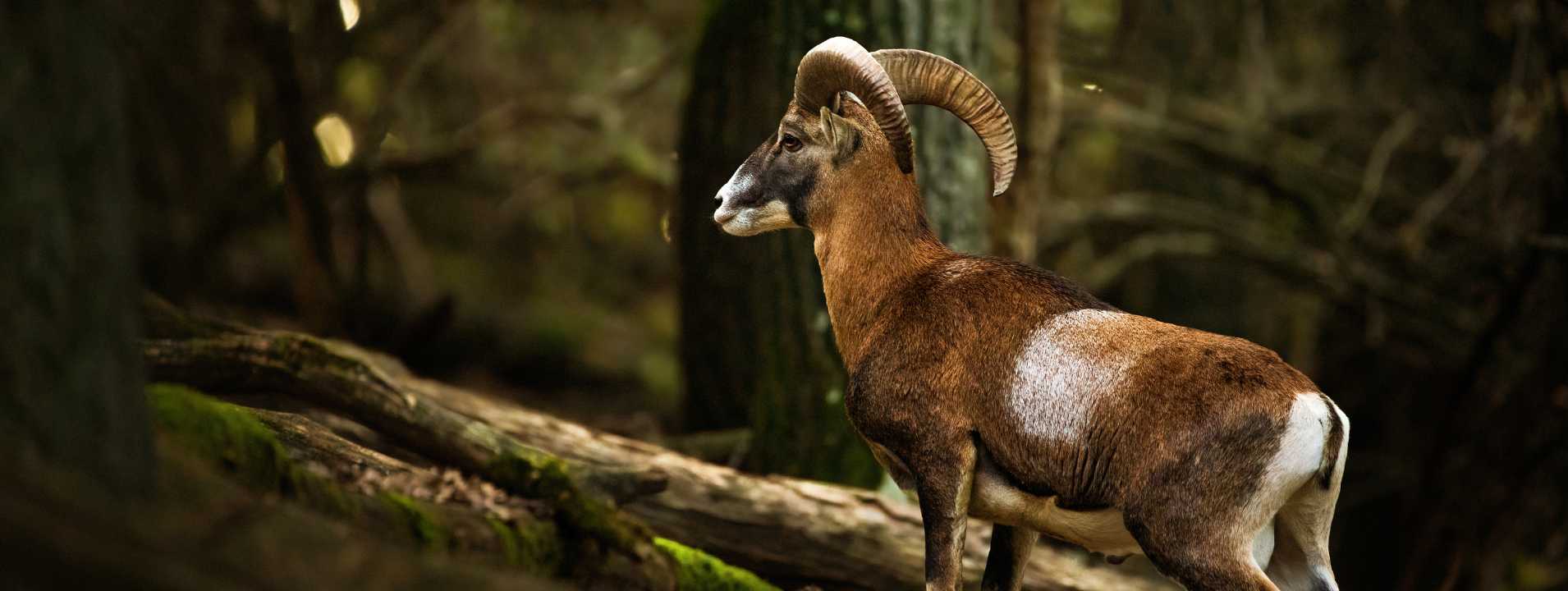 Productos para Taxidermia