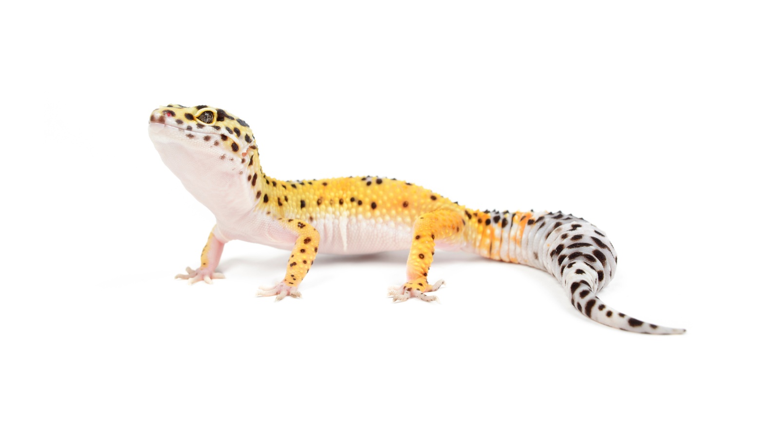 Gecko leopardo sobre fondo blanco