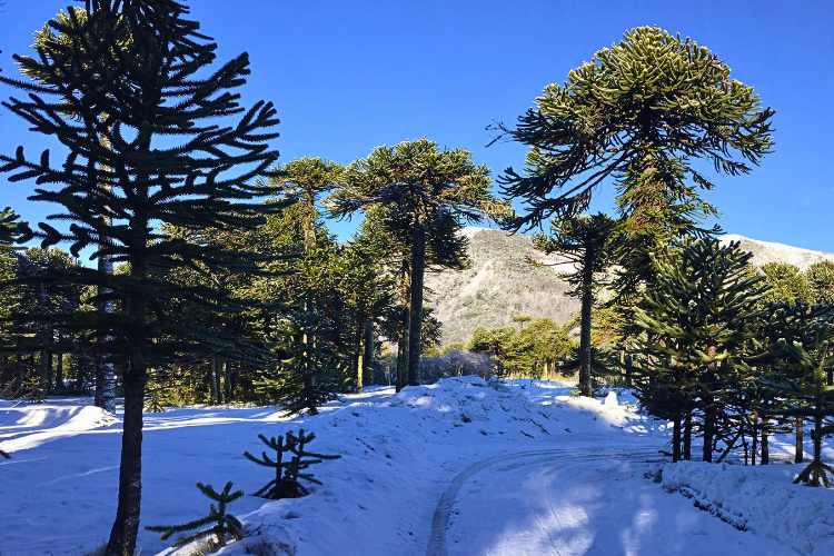 Directo desde el Bosque Nativo de la Araucanía