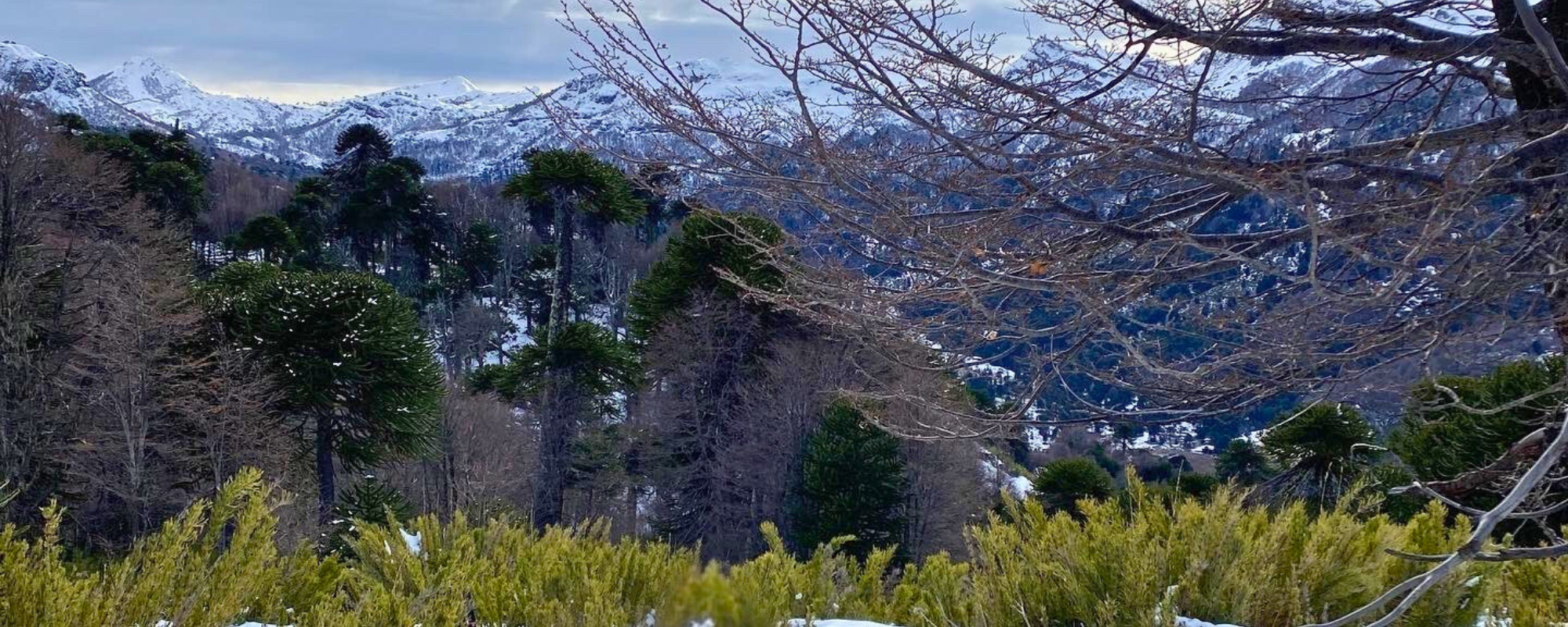 MIEL cruda de bosque nativo chileno