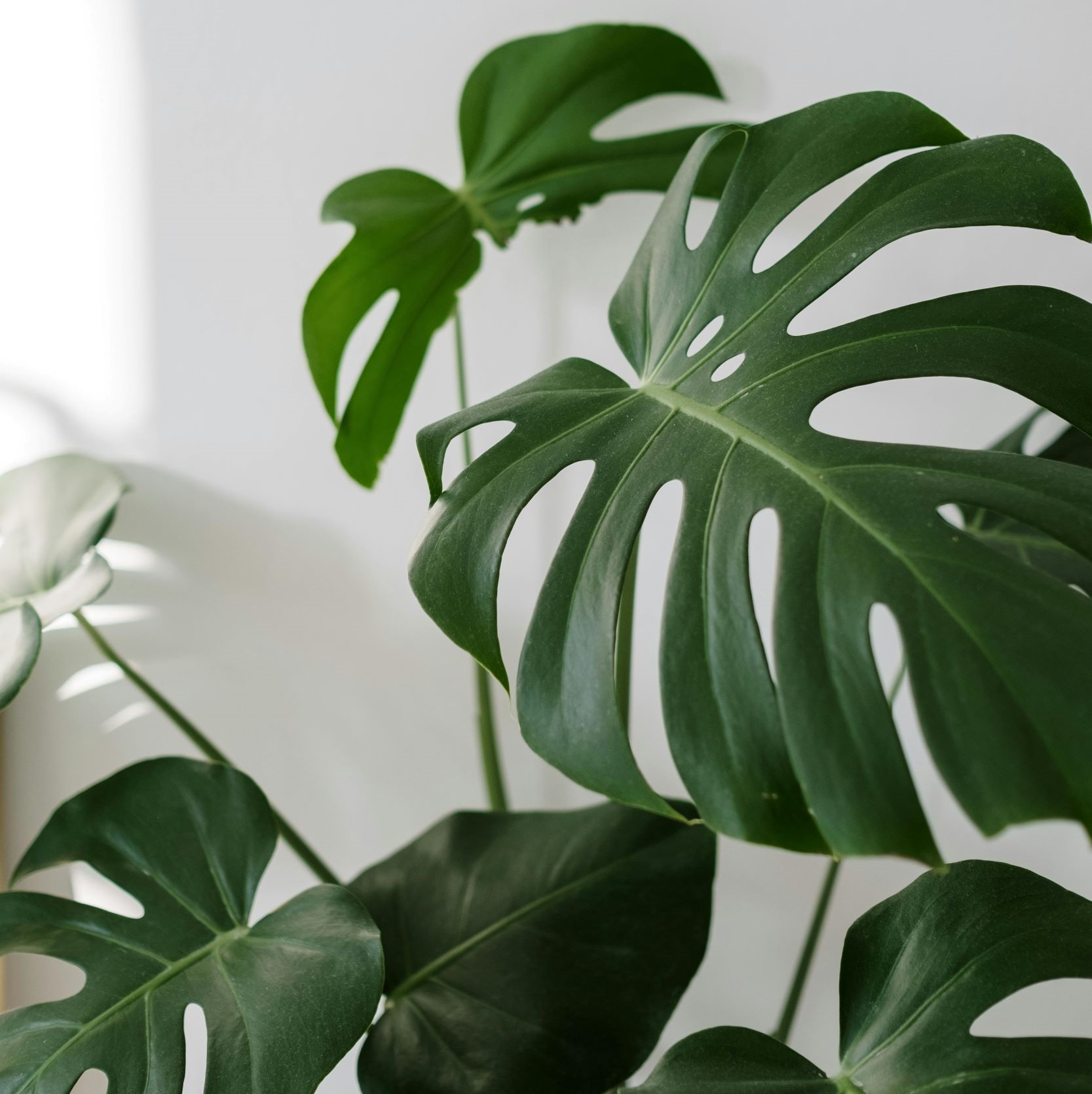 PLANTAS