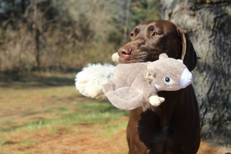 Cómo elegir el juguete perfecto para tu perro o gato: tips de expertos