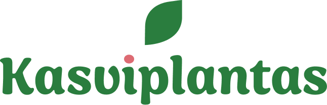 Kasviplantas