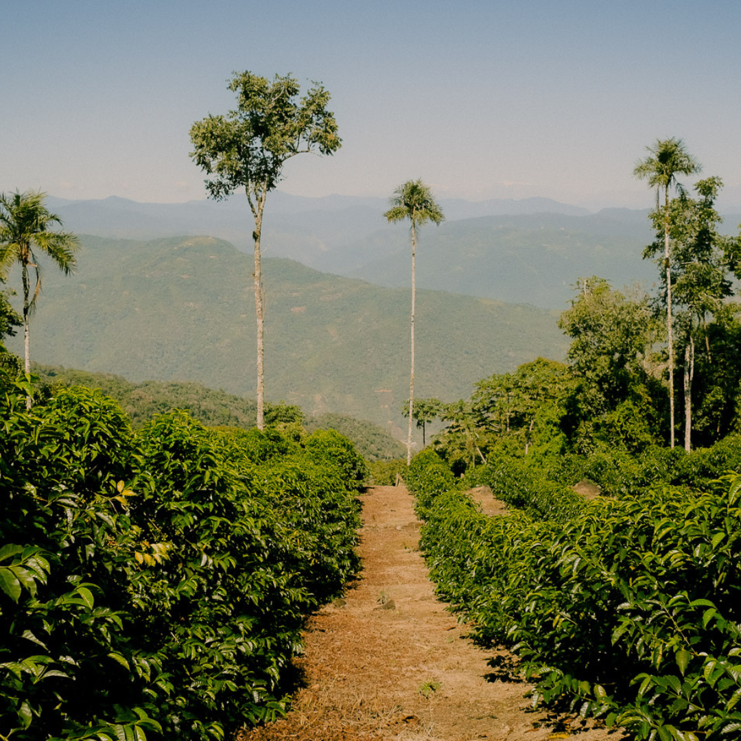 Sin granjas, no hay café.