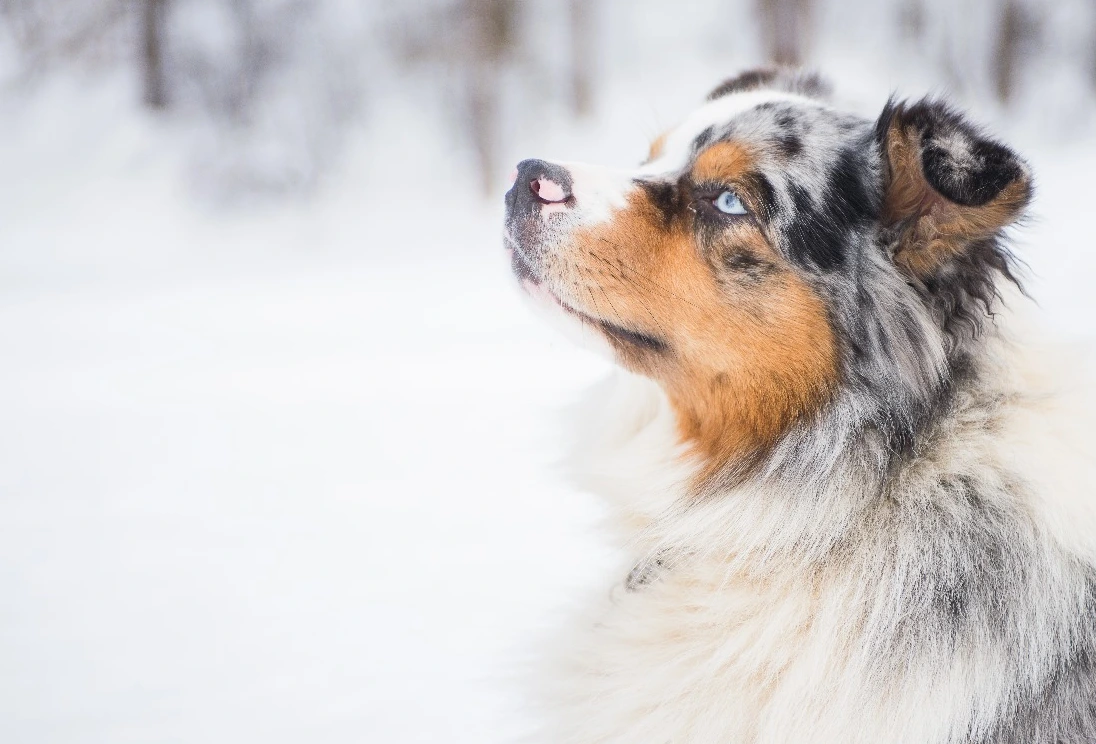 Guía Alaska Premium