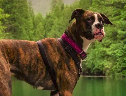 Guía Bokato Premium