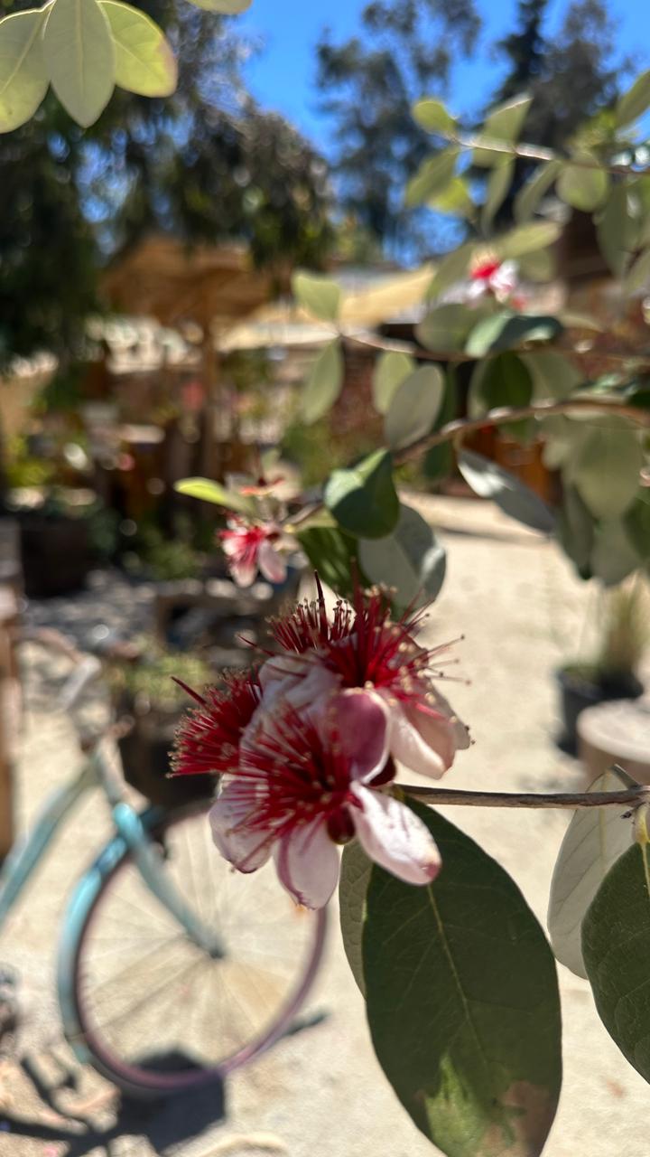 Con envíos a todo Chile