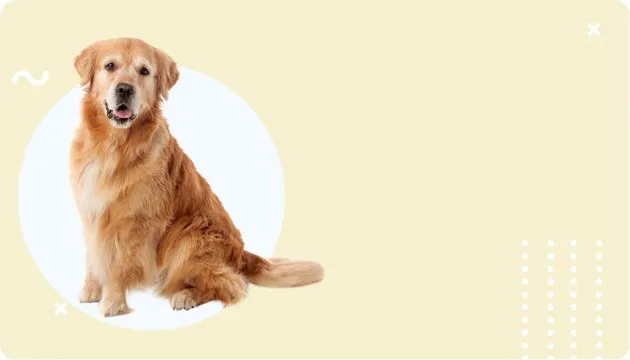 Perro