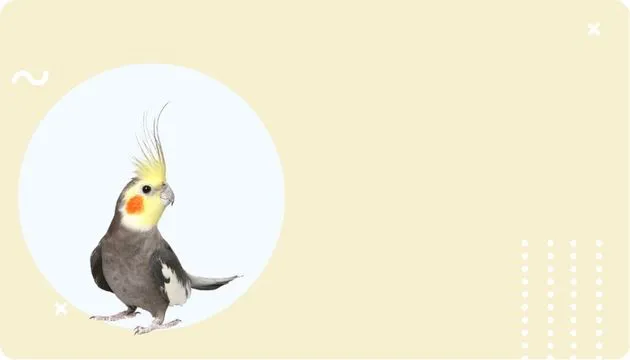 Aves