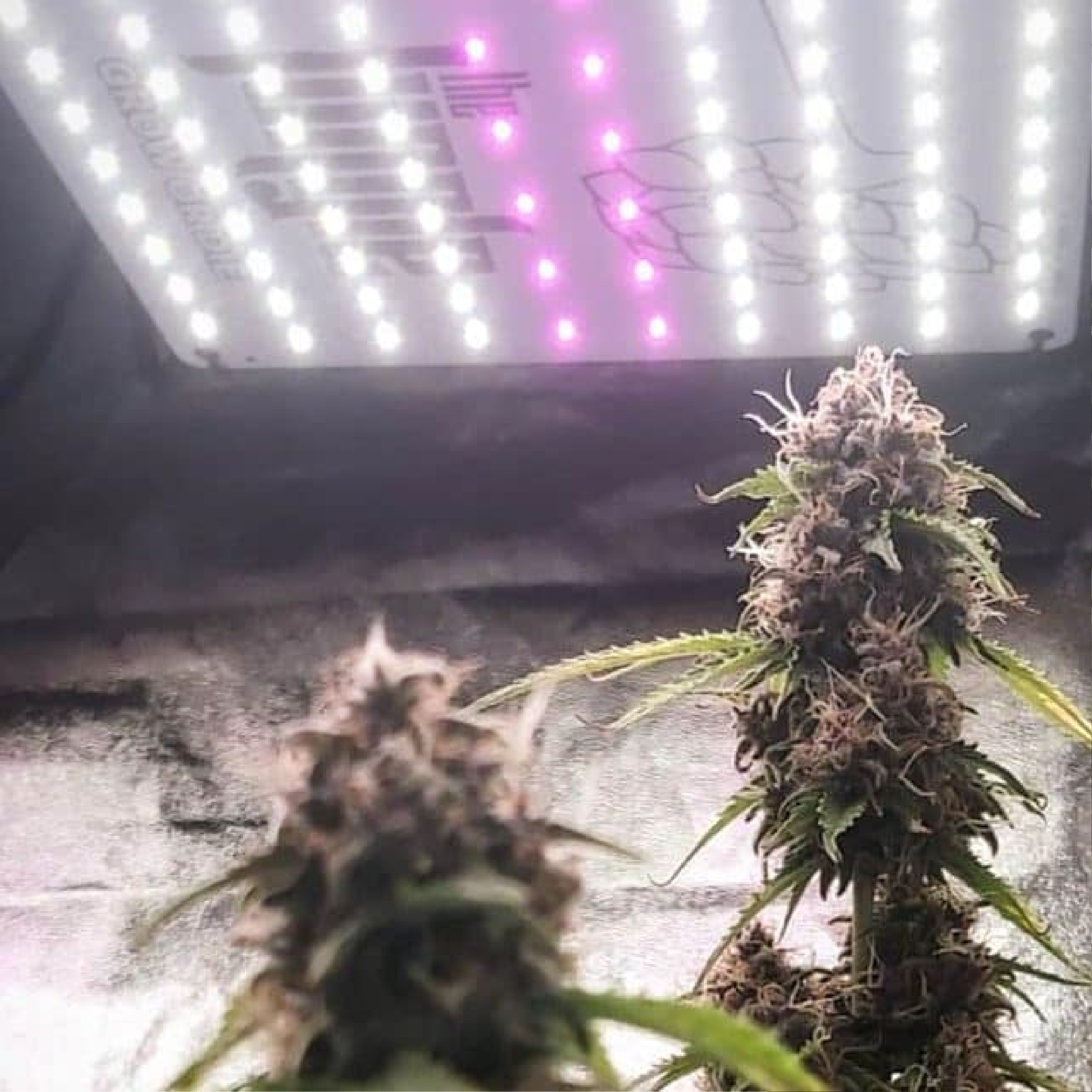 I l u m i n a c i ó n