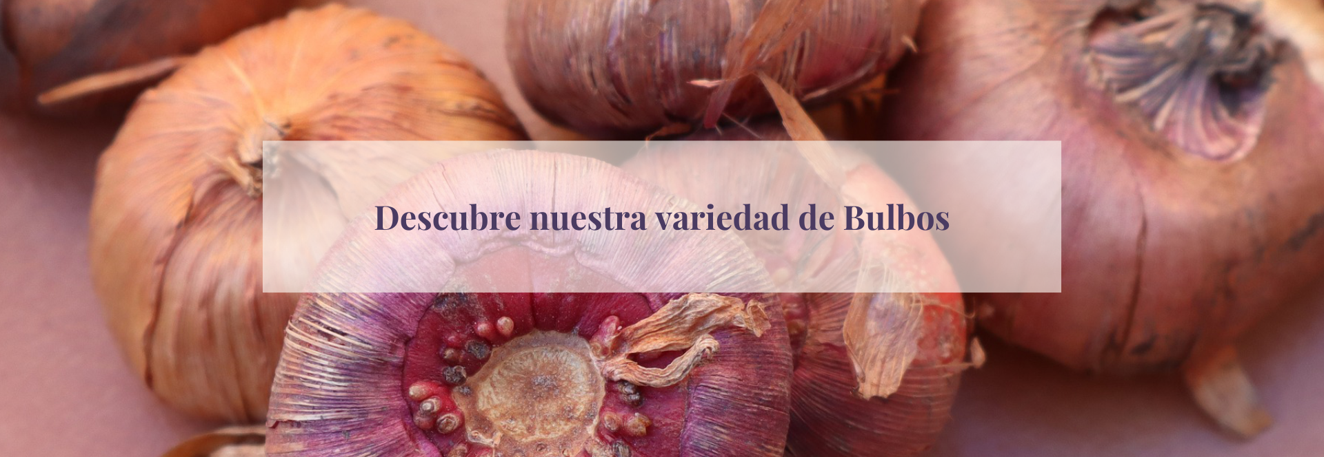 Título de la Sección