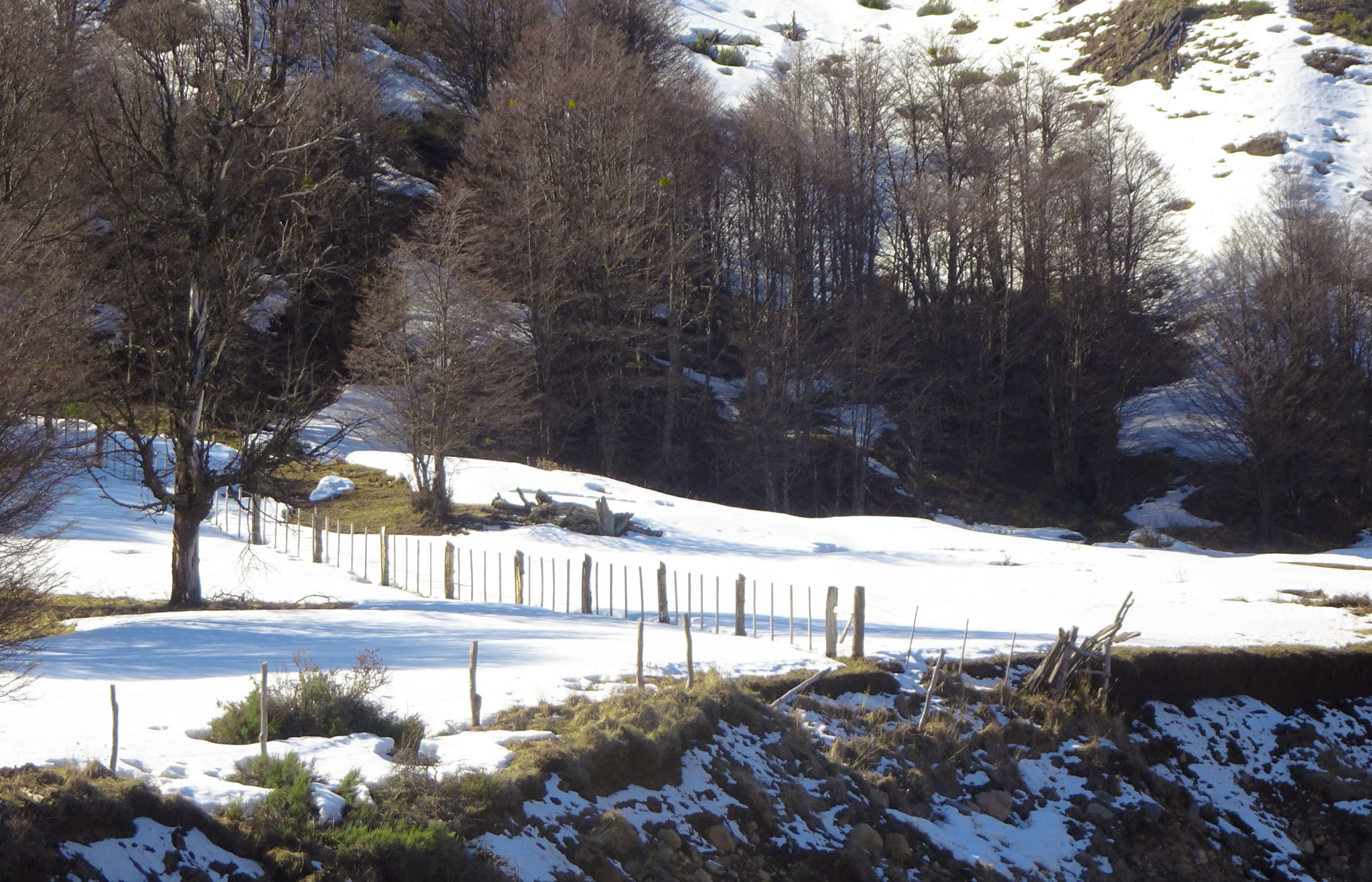 Latido Austral<br>